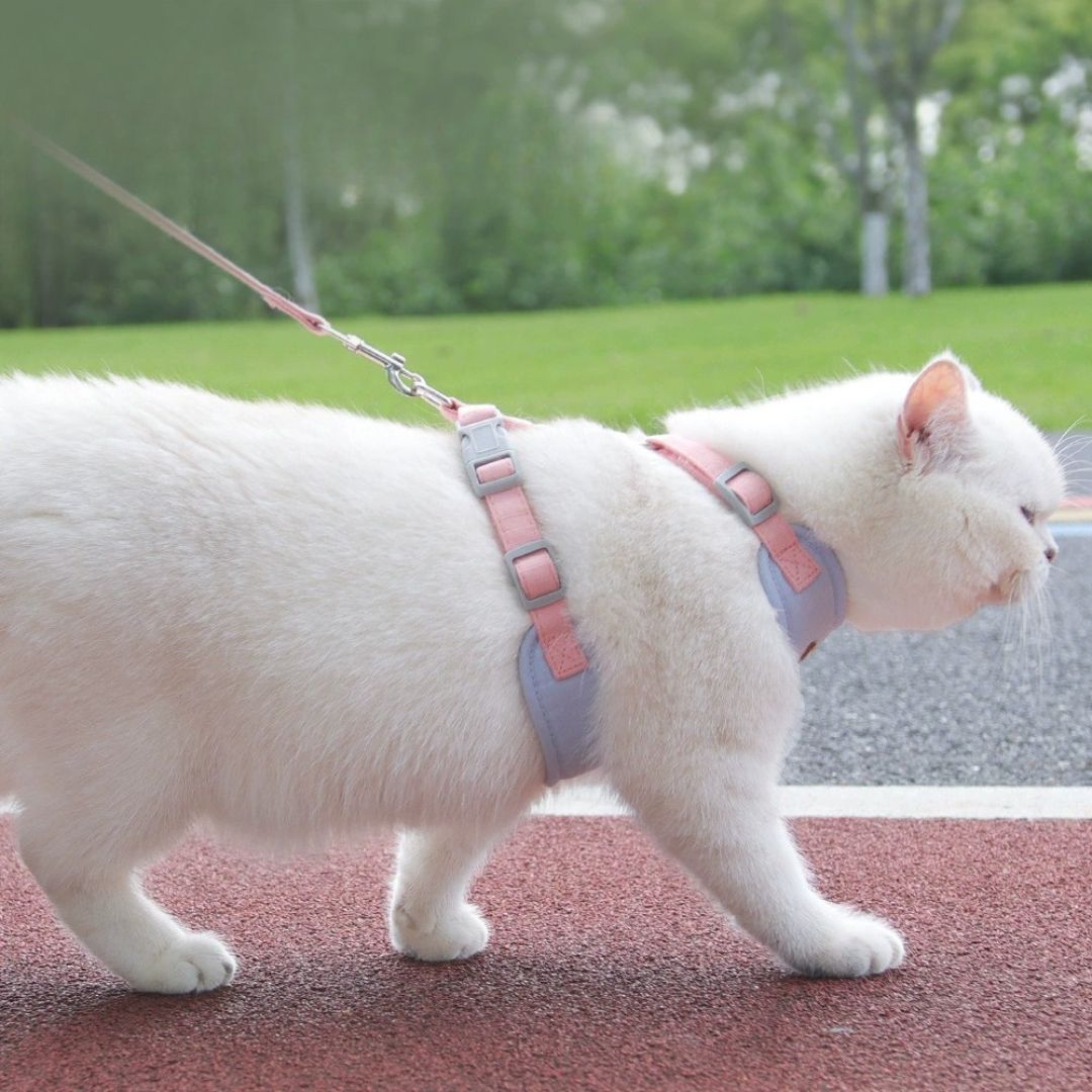 Laisse pour chat classique — Harnais anti-fugue et laisse réglable