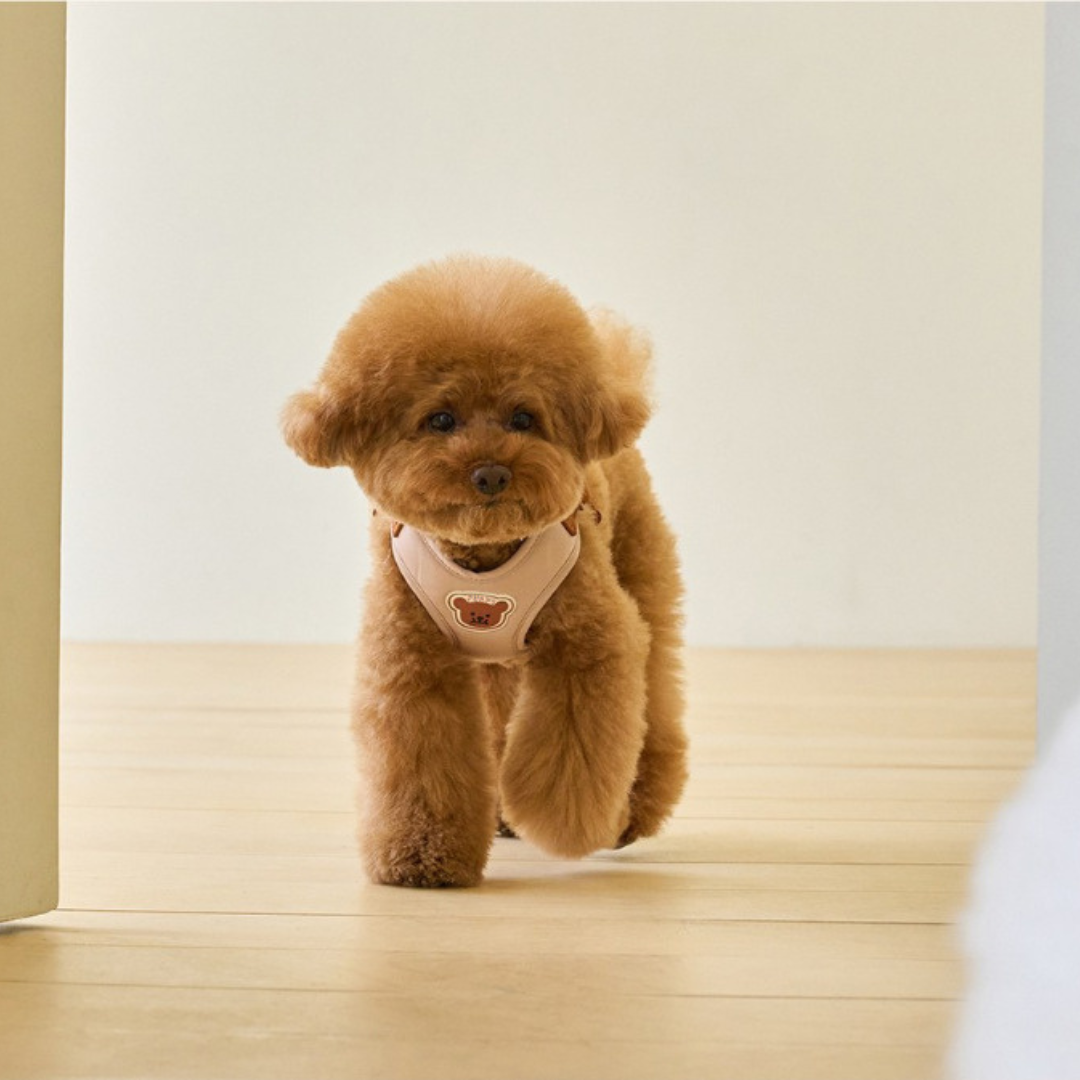 Laisse et harnais pour chien moyen — confort et sécurité pour petites promenades