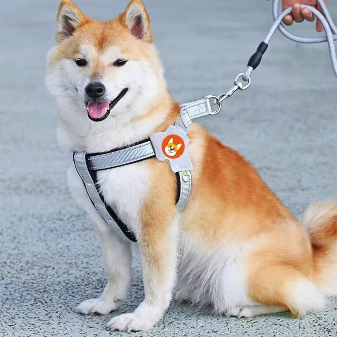 Harnais chien type Selle — confortable, respirant et sécurisé
