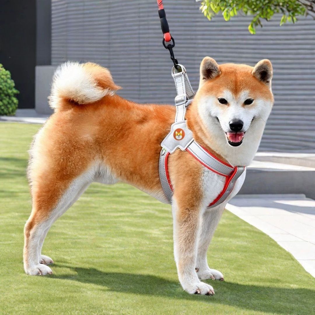 Harnais chien type Selle — confortable, respirant et sécurisé