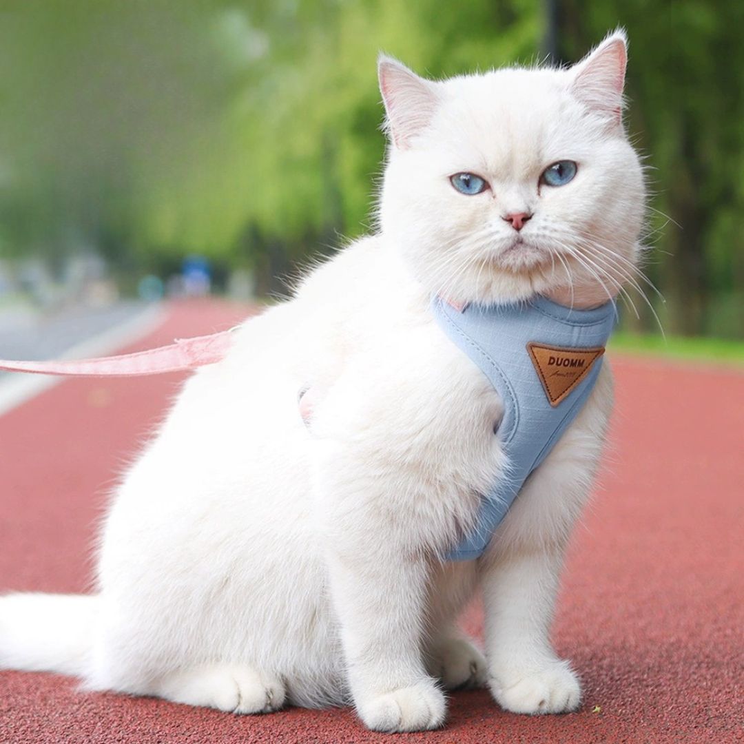 Laisse pour chat classique — Harnais anti-fugue et laisse réglable