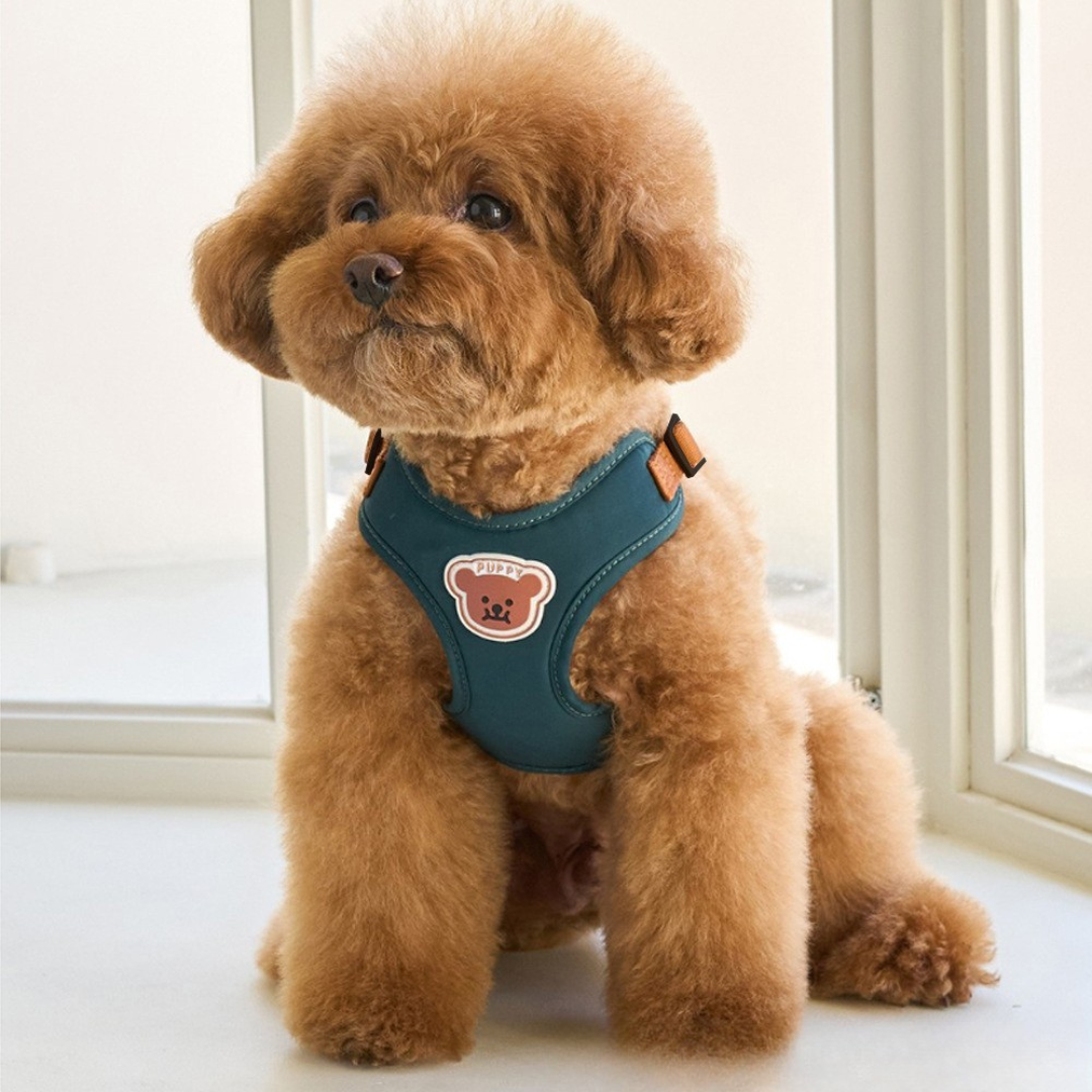 Laisse et harnais pour chien moyen — confort et sécurité pour petites promenades