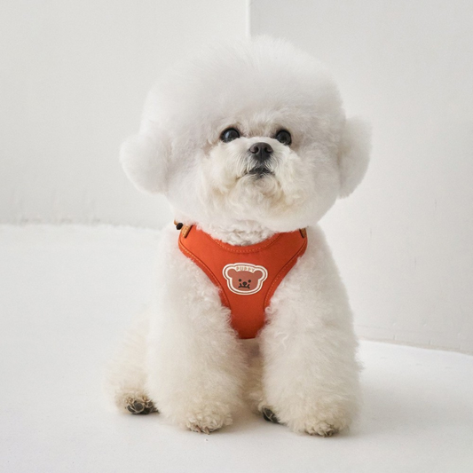 Laisse et harnais pour chien moyen — confort et sécurité pour petites promenades